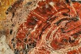 Red/Black Petrified Wood (Araucarioxylon) Slab - Arizona #382191-1